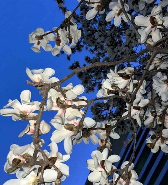 白玉兰花花语是什么