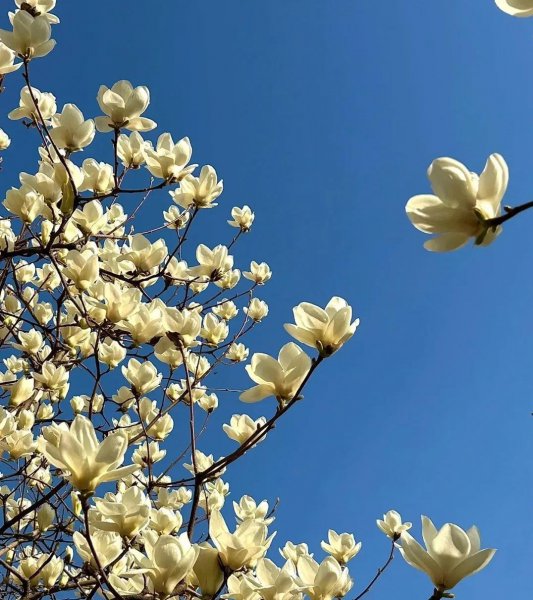 白玉兰花花语是什么