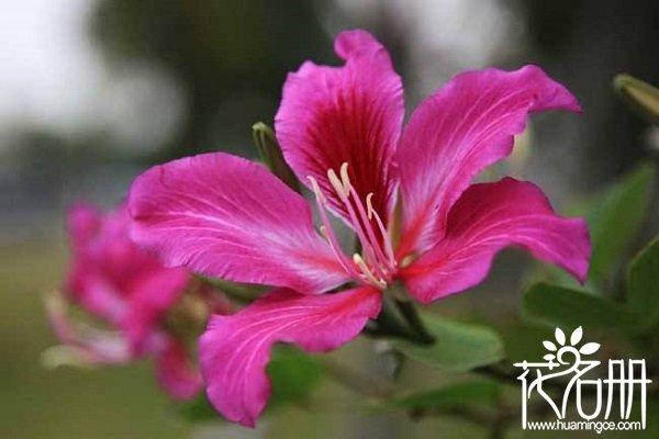 紫荆花寓意着什么意思