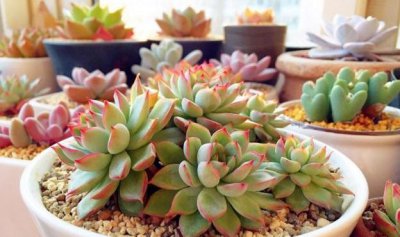 多肉植物怎么养大 教你正确养护多肉
