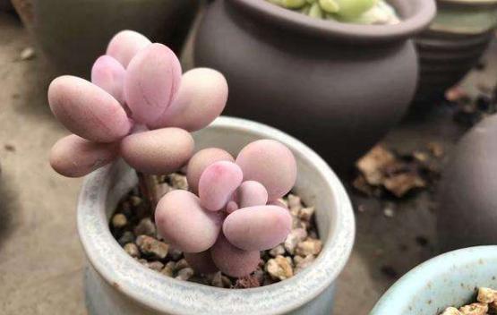 多肉植物怎么养大