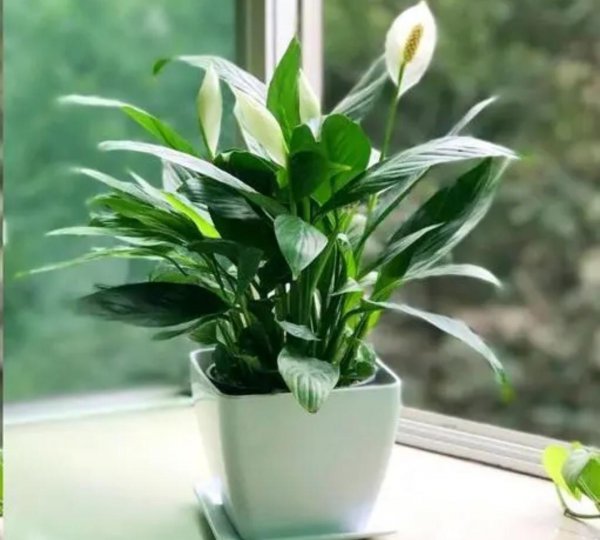 适合种在室内的花有哪些