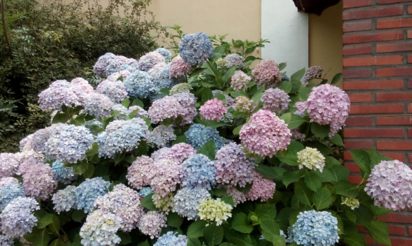 绣球花的寓意是什么意思