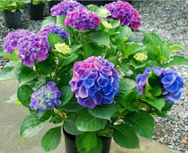 绣球花的寓意是什么意思