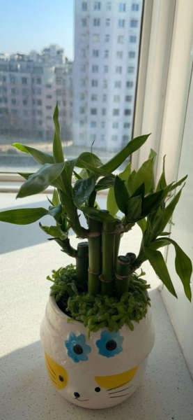 富贵竹怎么养才粗壮