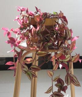 吊兰品种有哪些
