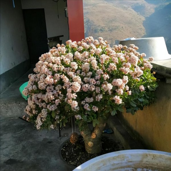 玉树喜阴还是喜阳