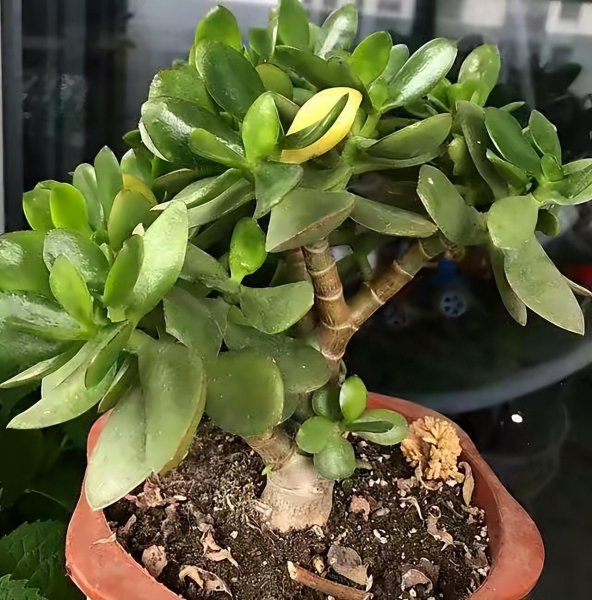 玉树喜阴还是喜阳