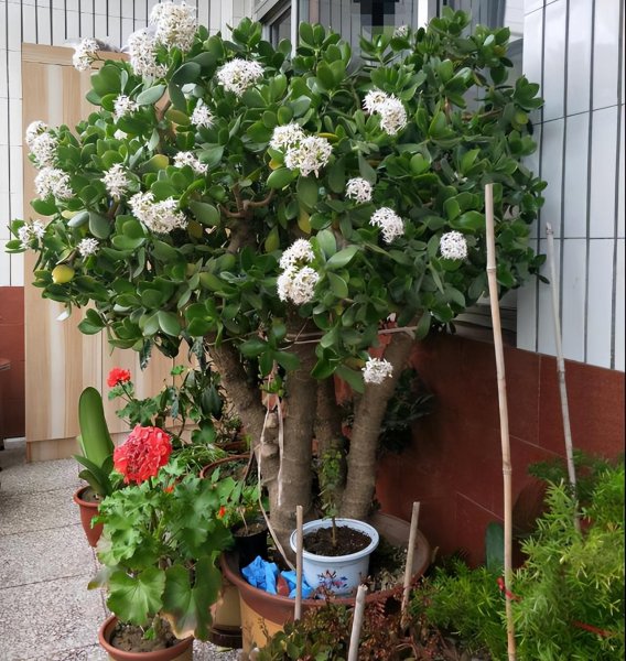 玉树喜阴还是喜阳