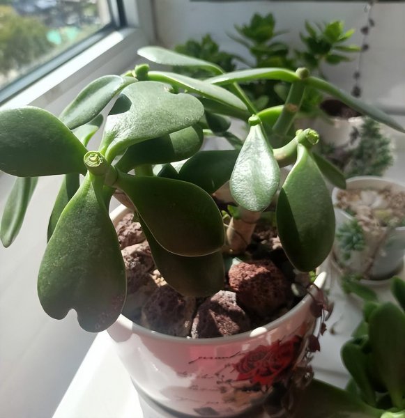 玉树喜阴还是喜阳