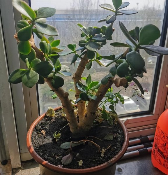 玉树喜阴还是喜阳
