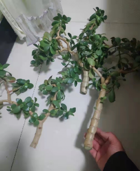 玉树喜阴还是喜阳