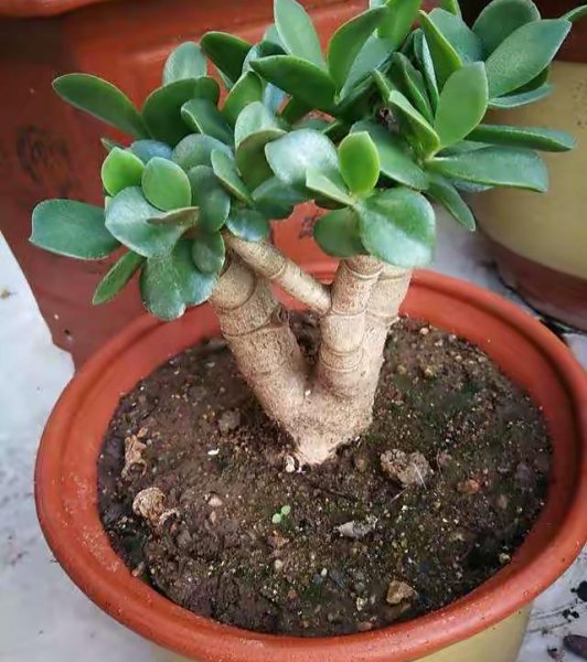 玉树喜阴还是喜阳
