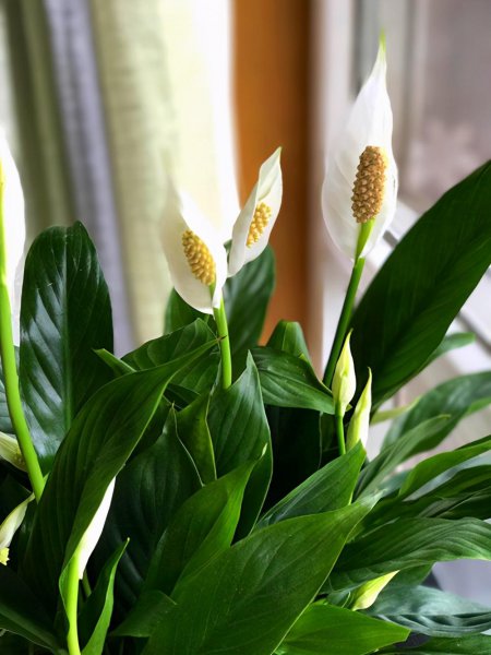 一帆风顺的花怎么养才好