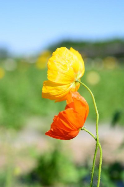 虞美人的花语是什么