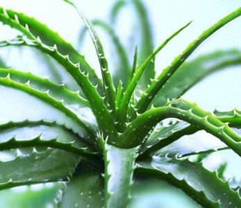 一帆风顺可以放卧室吗 适合卧室养的绿植推荐