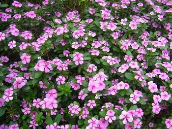 月季花期有多长时间