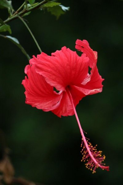 月季花期有多长时间