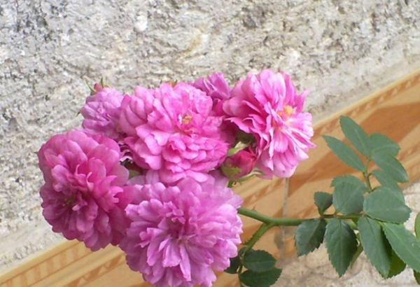 月季花期有多长时间