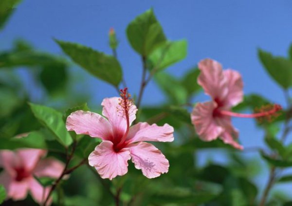 月季花期有多长时间