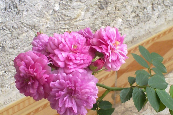 月季花期有多长时间