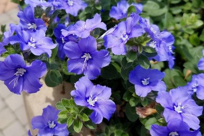 蓝星花多久浇一次水合适 蓝星花的养护知识