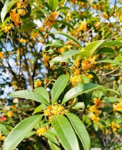 四季桂一年开几次花 四季桂的养护小窍门