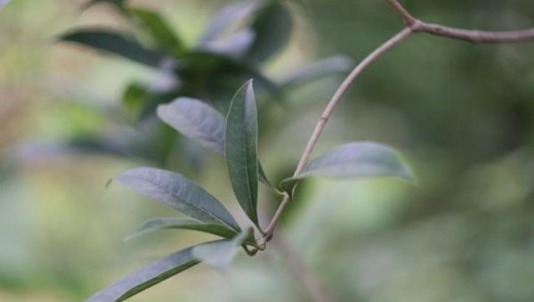 四季桂一年开几次花