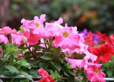 牵牛花是什么颜色 牵?；ǖ奶氐愫屯庑蚊栊?/></i><h2>牵牛花是什么颜色 牵?；ǖ奶氐愫屯庑蚊栊?/h2><p>下面为网友们详细介绍牵?；ㄊ鞘裁囱丈颓Ｅ；ǖ奶氐愫屯庑蚊栊吹南喙刂?，下面为详细的介绍。牵?；ㄊ且恢直冉铣＜幕ɑ苤参?，我们常常种植于</p></a></li>
          </ul>
        </div>
      </div>
    </div>
    <div   id=