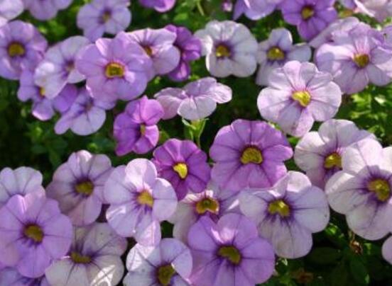 牵牛花是什么颜色