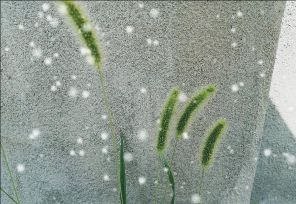 狗尾巴花的花语是什么