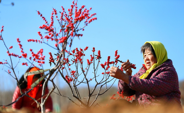 冬青树什么时间栽最好