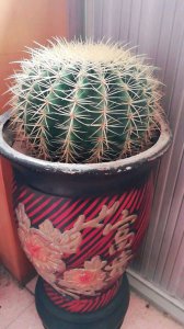 带刺的植物有哪些 盘点八种常见的带刺花