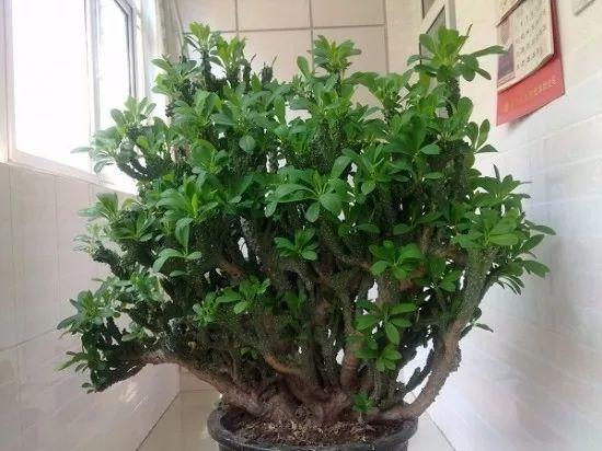 带刺的植物有哪些