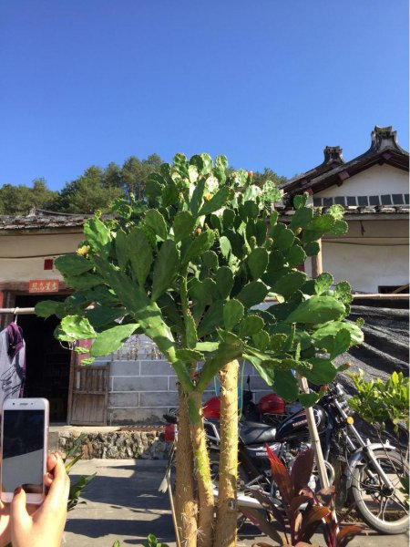 带刺的植物有哪些