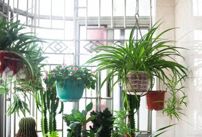 客厅养什么植物旺财 客厅适合摆放的十大植物