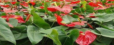 红掌几天浇一次水最好 红掌养护的正确方法