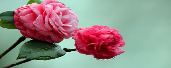 山茶花怎么养才长得好