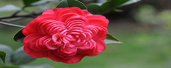 山茶花怎么养才长得好