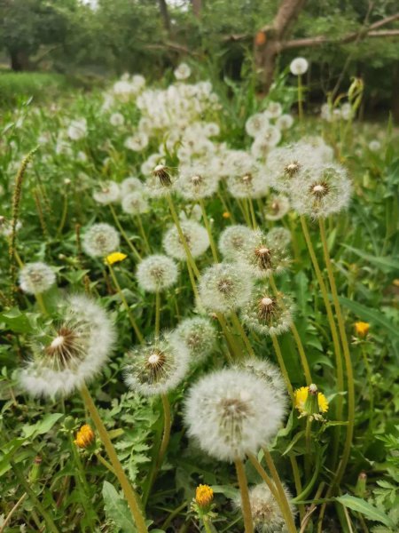 蒲公英的花是什么颜色