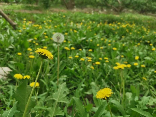 蒲公英的花是什么颜色