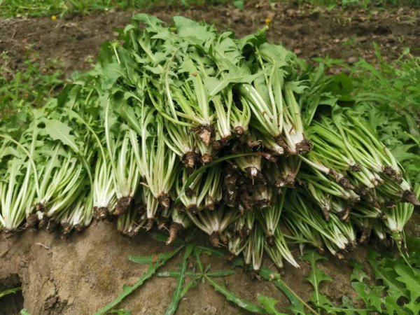 蒲公英的花是什么颜色