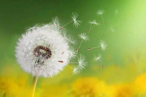 蒲公英的花是什么颜色