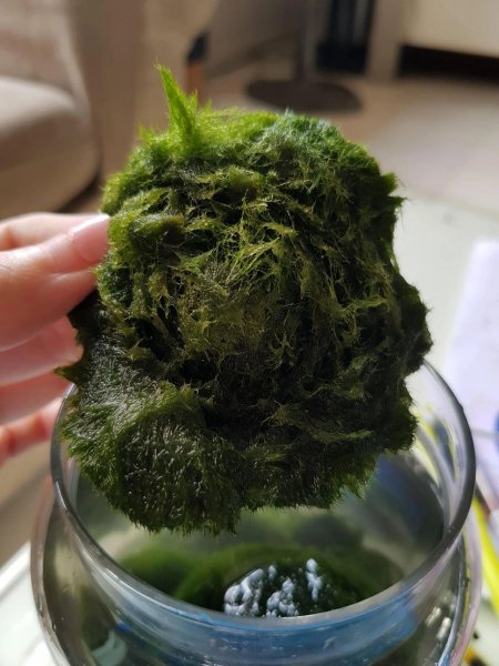 海藻球怎么养活
