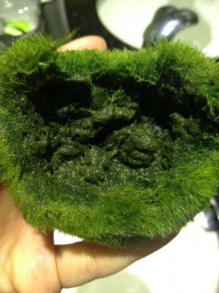 海藻球怎么养活