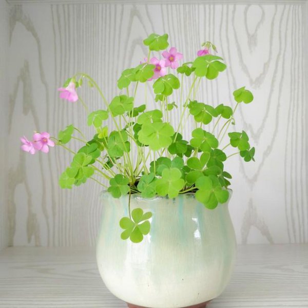 三叶草代表什么意思