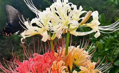 彼岸花的寓意是什么 了解彼岸花代表的含义