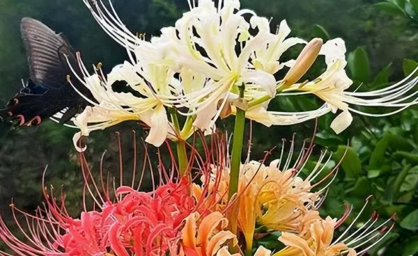 彼岸花的寓意是什么