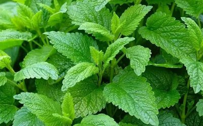 薄荷喜阴还是喜阳光 薄荷生长环境要求