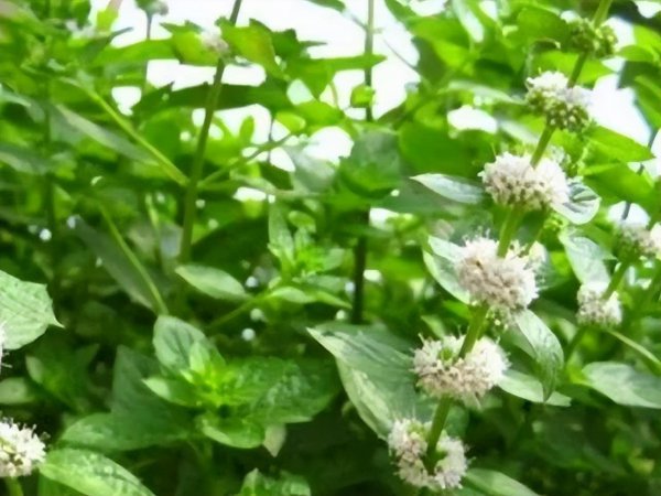 薄荷喜阴还是喜阳光